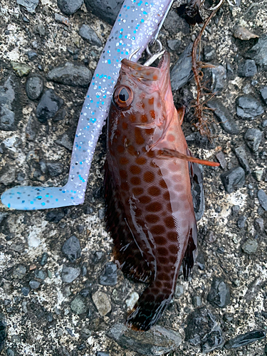 オオモンハタの釣果