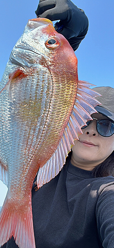 レンコダイの釣果