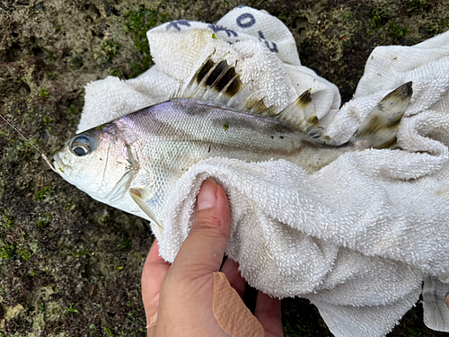 コトヒキの釣果