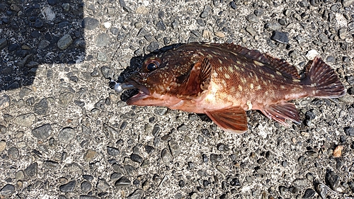 カサゴの釣果