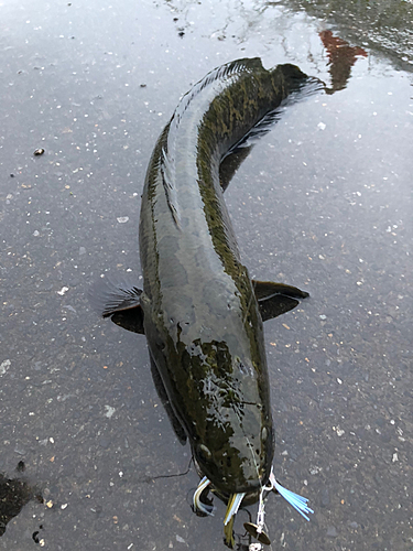 ライギョの釣果