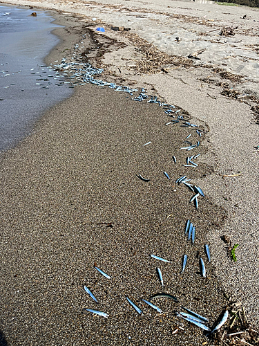 サバの釣果