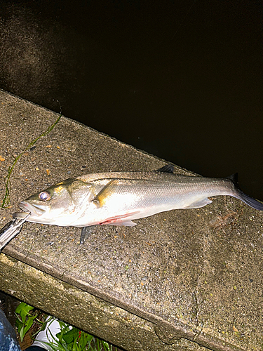 シーバスの釣果