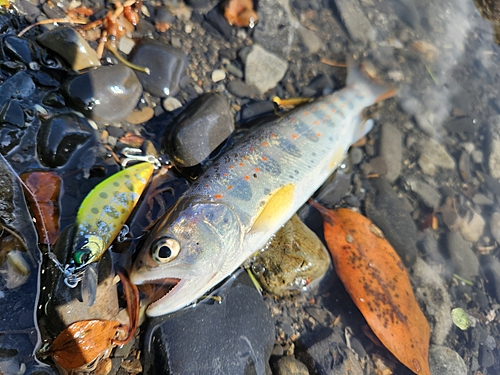 アマゴの釣果