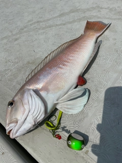 シロアマダイの釣果