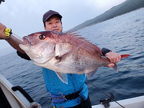 マダイの釣果