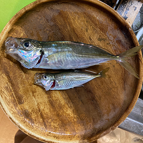 アジの釣果