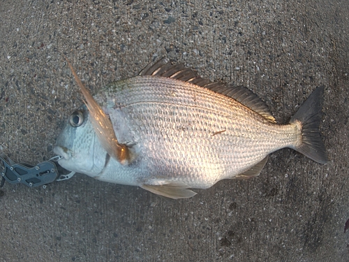 ヘダイの釣果