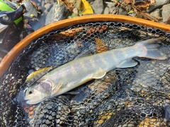 イワナの釣果