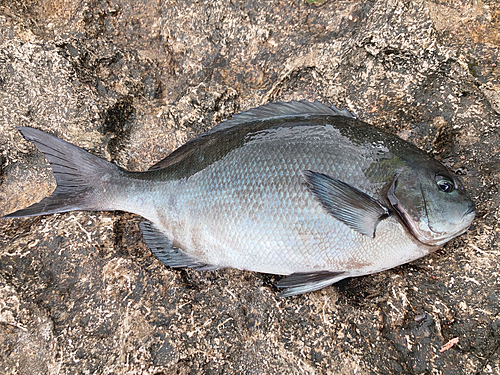 オナガグレの釣果