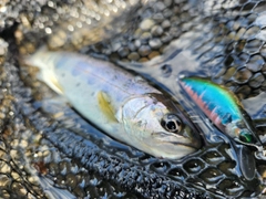 アマゴの釣果