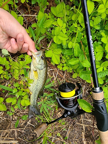 ラージマウスバスの釣果