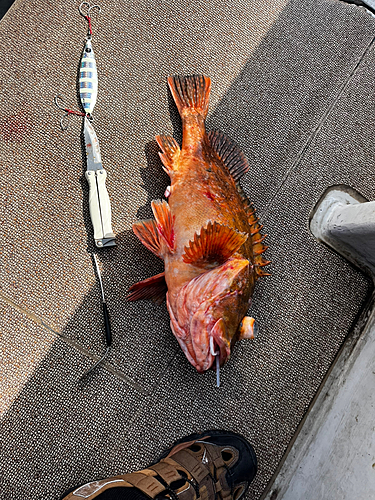 ウッカリカサゴの釣果