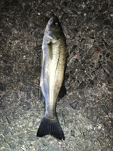 セイゴ（マルスズキ）の釣果