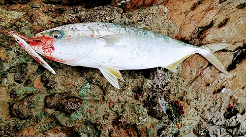 ハマチの釣果