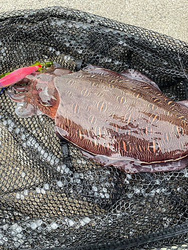 モンゴウイカの釣果