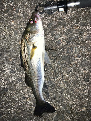 セイゴ（マルスズキ）の釣果