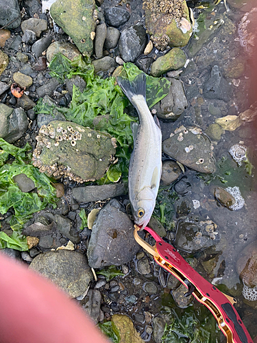 セイゴ（マルスズキ）の釣果