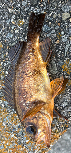 アカメバルの釣果