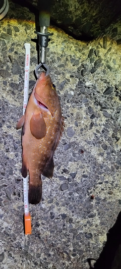 アコウの釣果