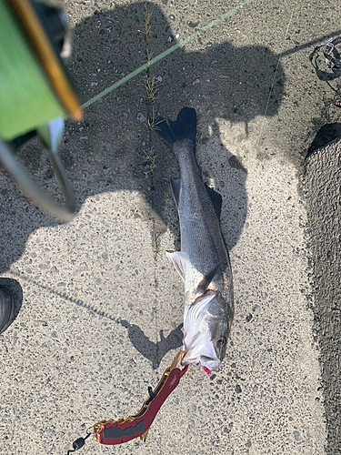 シーバスの釣果