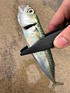 サバの釣果