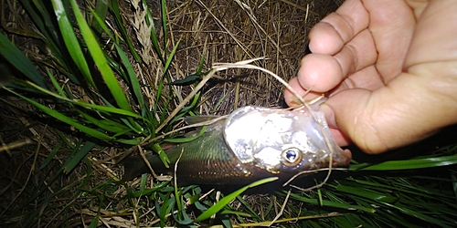 ハスの釣果