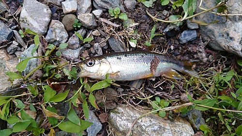 カワムツの釣果