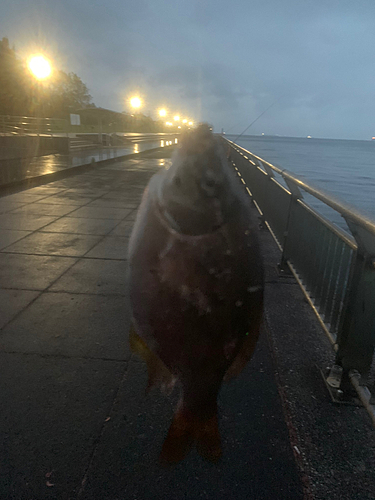 ウミタナゴの釣果