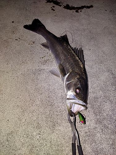 シーバスの釣果