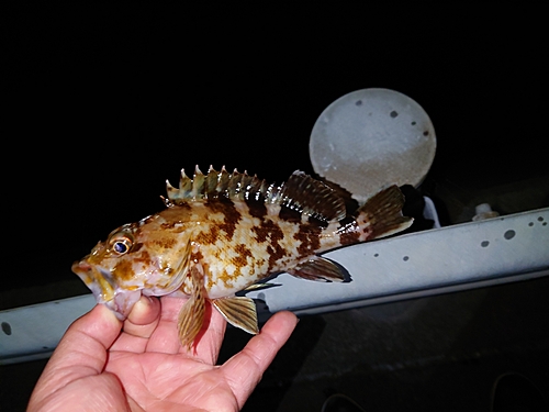 カサゴの釣果