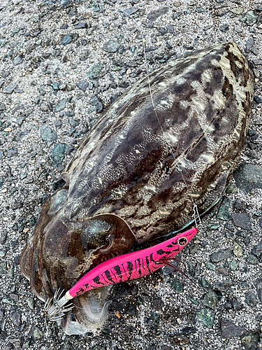 モンゴウイカの釣果