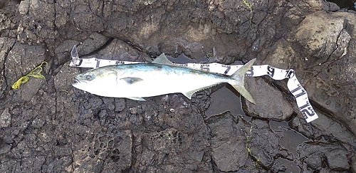 ブリの釣果