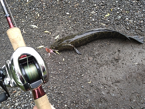 ライギョの釣果