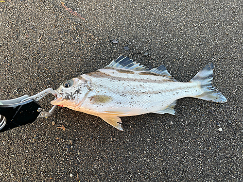 コトヒキの釣果