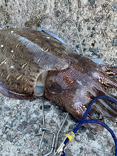 モンゴウイカの釣果