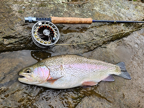 ニジマスの釣果