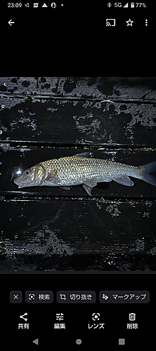 コイの釣果