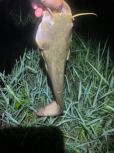 ナマズの釣果