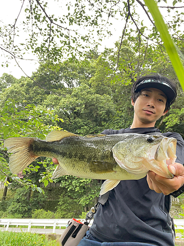 ラージマウスバスの釣果