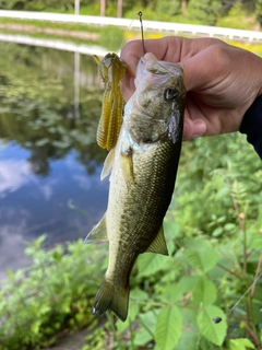 ラージマウスバスの釣果