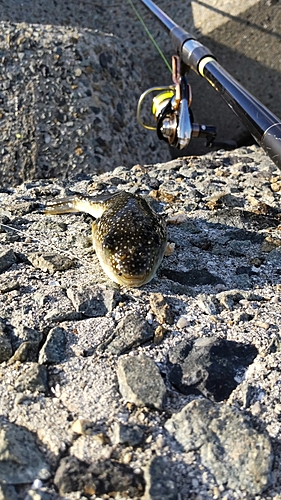 フグの釣果