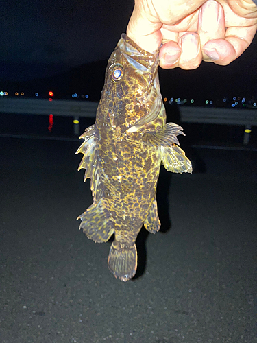 タケノコメバルの釣果