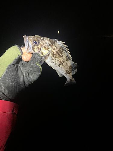 クロソイの釣果