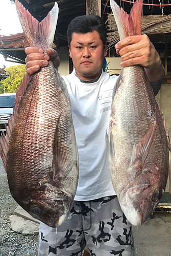 マダイの釣果