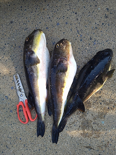 マフグの釣果