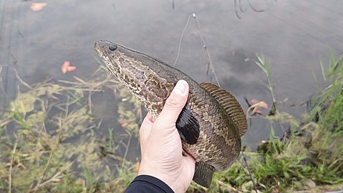 ライギョの釣果