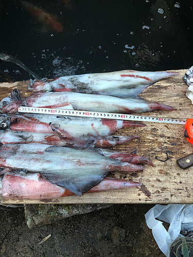 ケンサキイカの釣果