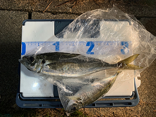 アジの釣果