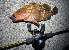 アコウの釣果